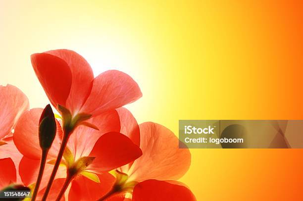 太陽の背景上に赤い花 - まぶしいのストックフォトや画像を多数ご用意 - まぶしい, オレンジ色, カラフル