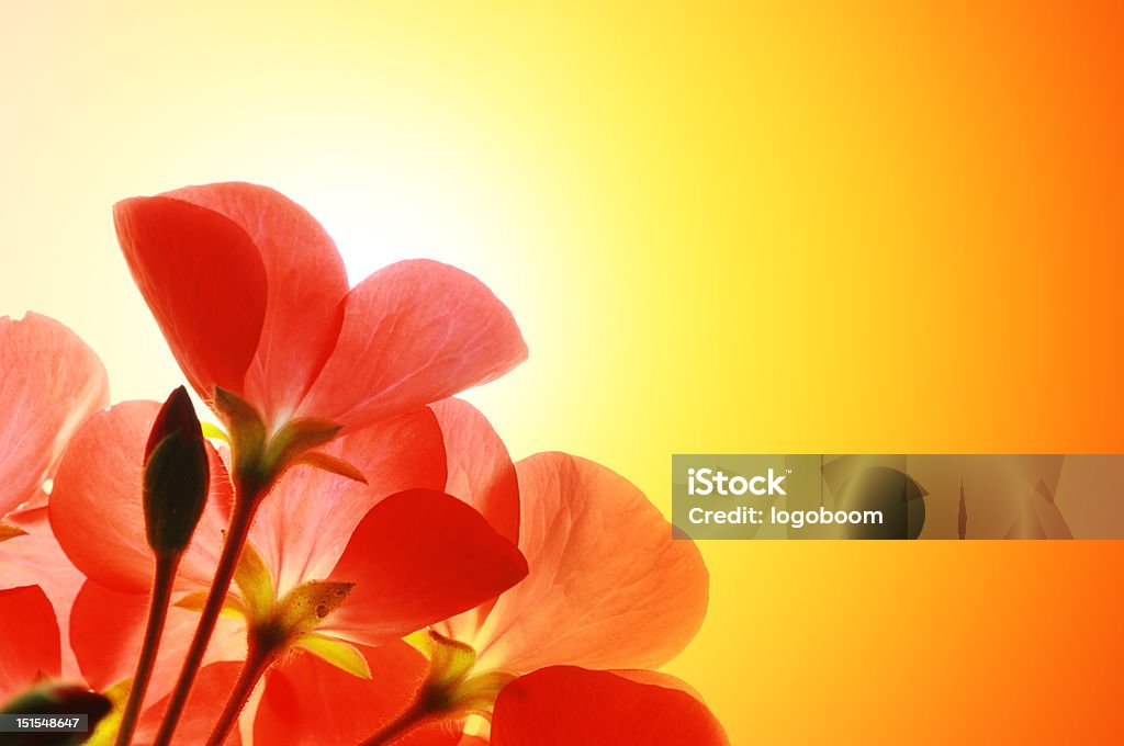 Flores vermelhas sobre o fundo de sol - Foto de stock de Amarelo royalty-free