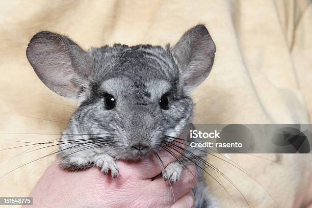 Photo libre de droit de Chinchilla banque d'images et plus d'images libres de droit de Animaux de compagnie - Animaux de compagnie, Blanc, Chinchilla