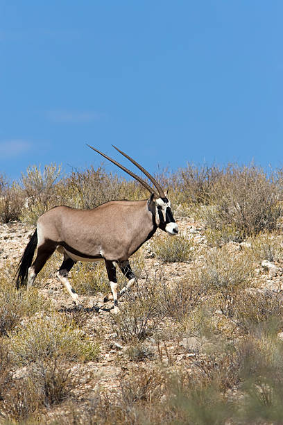 Gemsbok stock photo