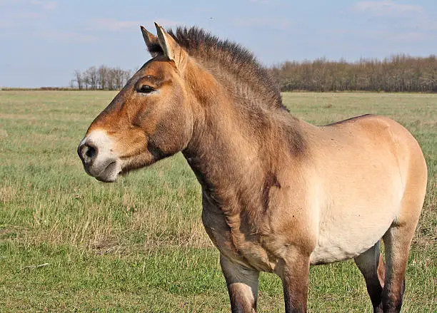 Przewalski's Horse (Equus ferus przewalskii), Takhi. Semi-wild stallion in Askania-Nova Reserve. Camera - Canon EOS 1000D, lens - EF-S 55-250 IS