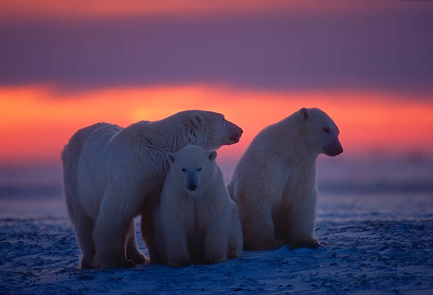 istock Polar bears in Canadian Arctic 151549024