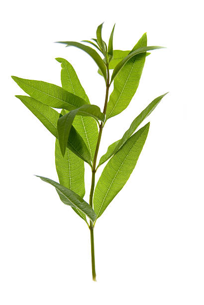 istock Organic lemon verbena, isolated on white 151549130