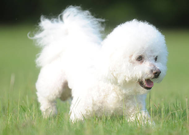 istock Bichon Frieze 151549136