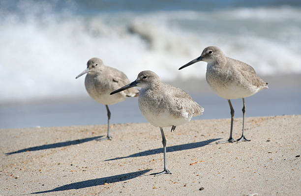 istock Sandpipers all looking to the right on a beach 151549269