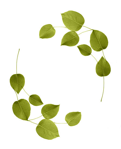 istock Circle of leaves 151549324