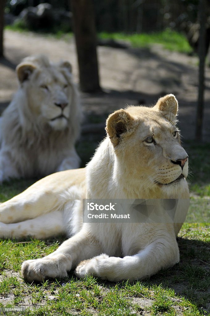 White Löwin im Gras liegen - Lizenzfrei Afrika Stock-Foto