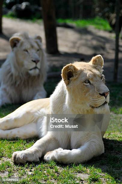 White Löwin Im Gras Liegen Stockfoto und mehr Bilder von Afrika - Afrika, Bedrohte Tierart, Fleischfressende Pflanze