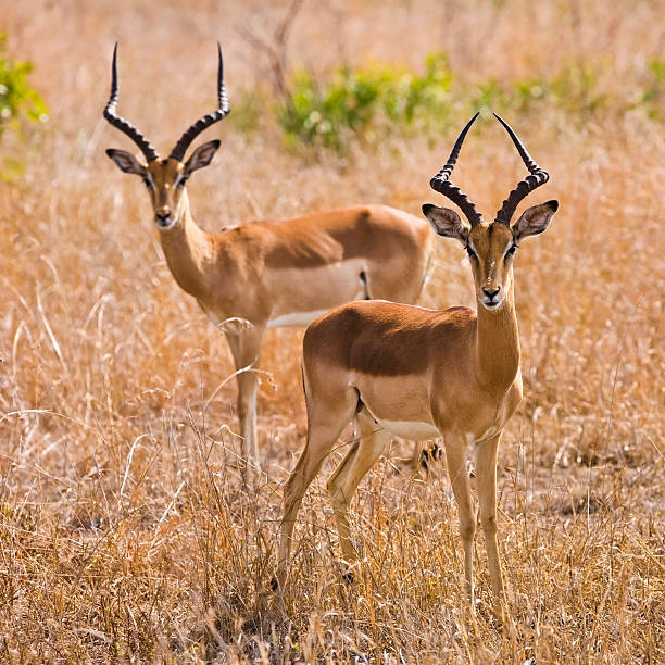 雄イン antelopes 、クルーガー国立公園 ストックフォト