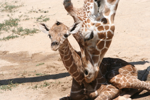 Newborn giraffe is cared for by its mother.