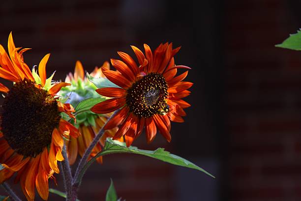 sunflowers and a bee stock photo