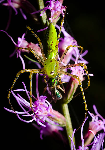 Aranha-lince verde com mosca - foto de acervo