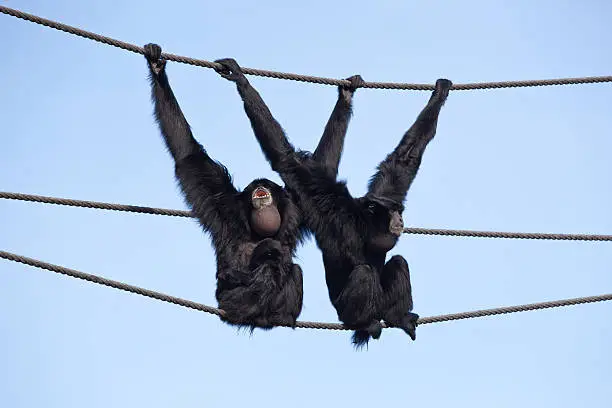 two Siamang Gibbon hanging sitting on a rope
