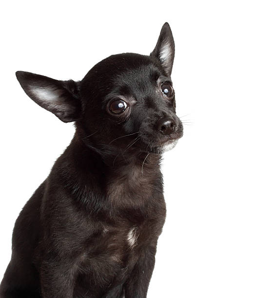 istock chihuahua dog 151550249