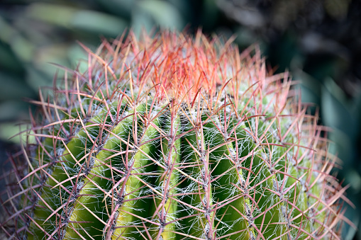 A type of plant that grows in hot dry climates.  They have thorns or spines rather than leaves.  This cactus has pink spines.