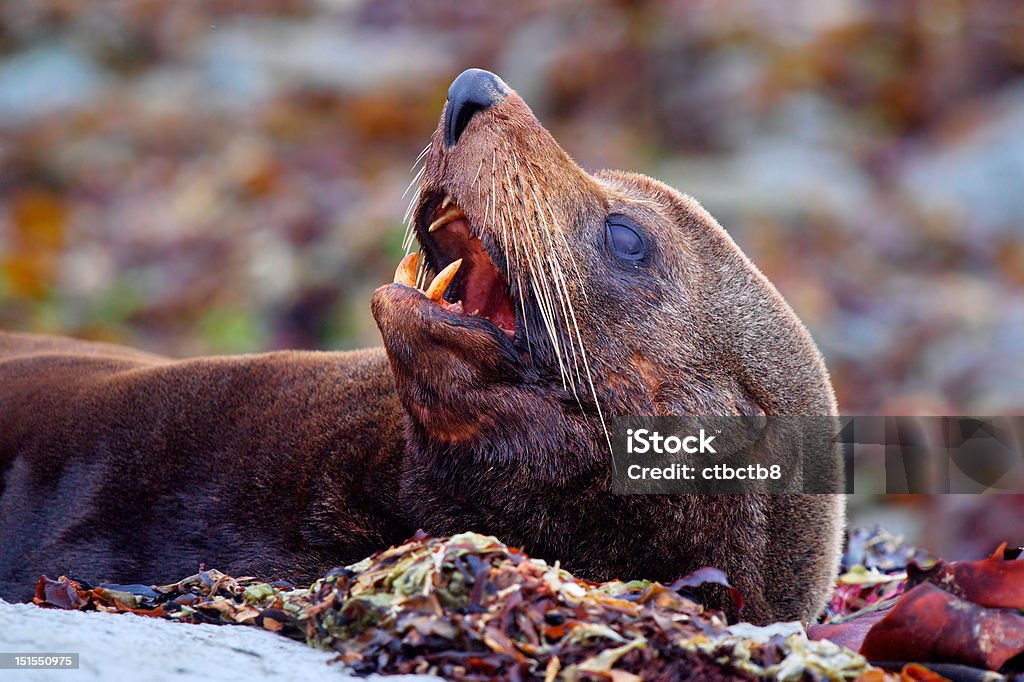 Australasian fur seal - head Arctocephalus forsteri or Australasian fur seal with mouth open showing canine teeth.  Taken at Kaikoura, South Island, New Zealand Animal Body Part Stock Photo