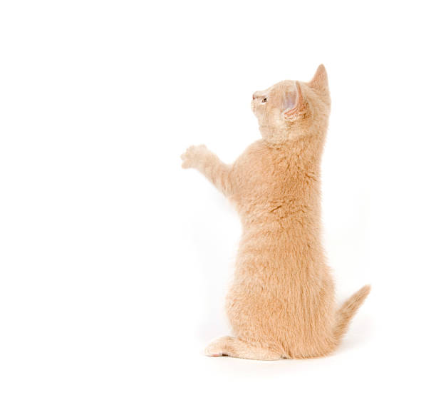 istock Yellow cat on hind legs 151551103