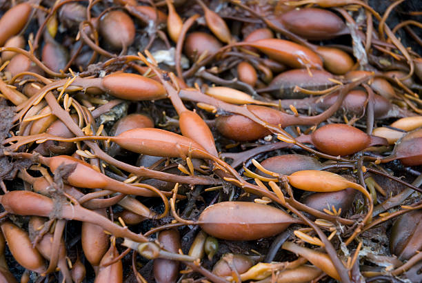 seeweed on the beach stock photo