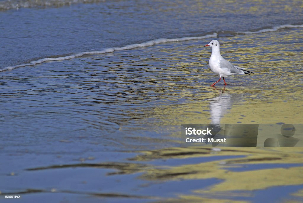 Gaviota reidora en el mar - Foto de stock de Agua libre de derechos