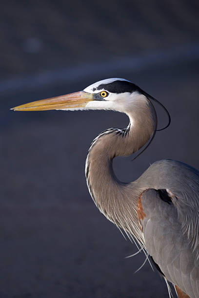 Great Blue Heron stock photo