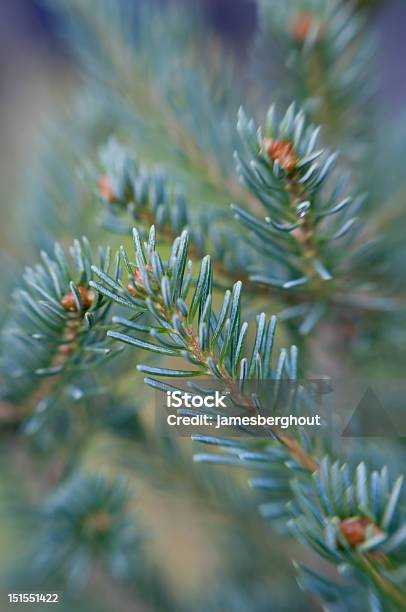 Nahaufnahme Der Pine Needles Stockfoto und mehr Bilder von Abstrakt - Abstrakt, Ast - Pflanzenbestandteil, Baum