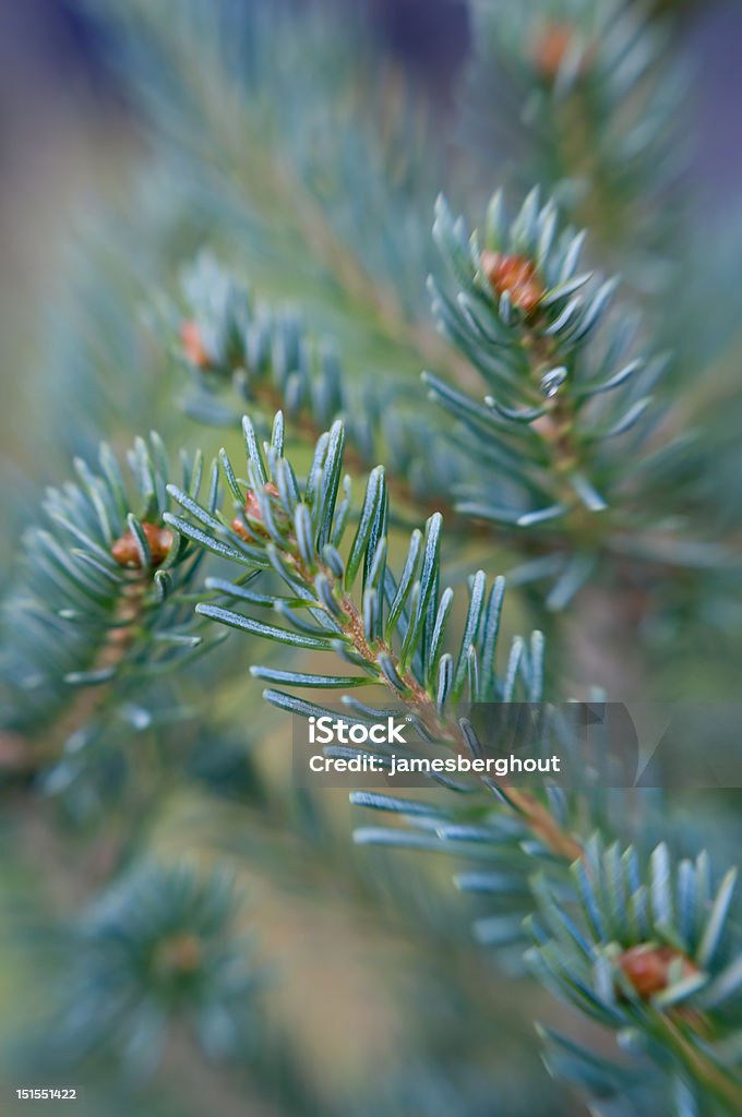 Close-up de Pine Needles - Foto de stock de Abstrato royalty-free