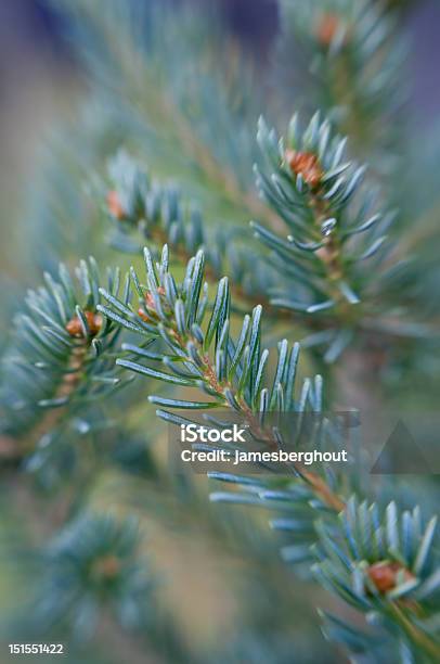 Foto de Closeup De Pine Needles e mais fotos de stock de Abstrato - Abstrato, Afiado, Bosque - Floresta