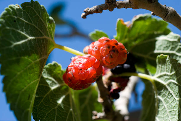 クワ - mulberry bush ストックフォトと画像