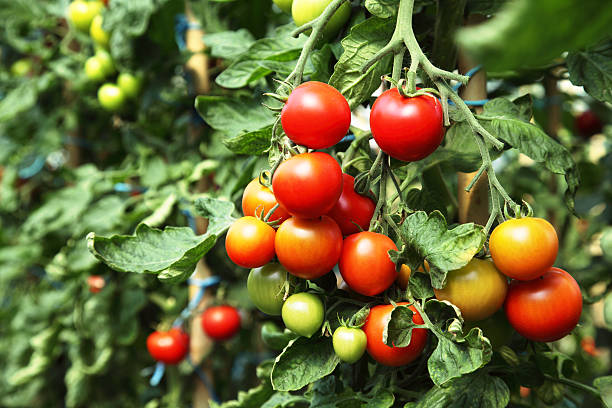 Dojrzałe pomidory gotowa do odbioru – zdjęcie