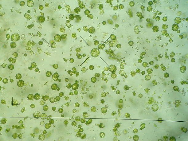 istock Group of Petunia protoplast 151551470