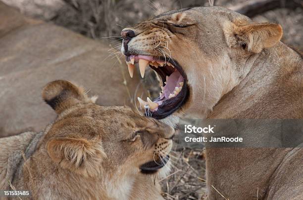 Leone - Fotografie stock e altre immagini di Africa - Africa, Africa meridionale, Aggressione