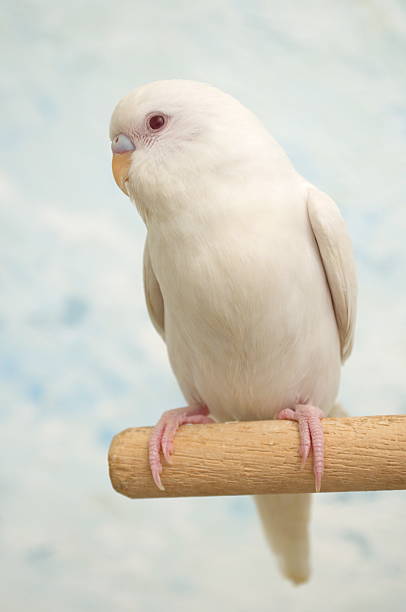 Albino parakeet stock photo