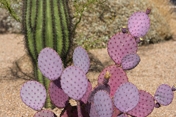 istock Prickly Pear Cactus in the Desert 151551518