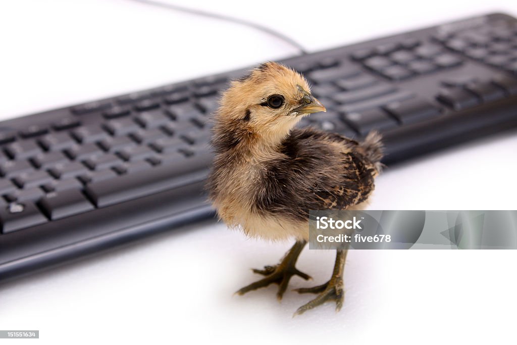 Bambino chick con la tastiera del computer - Foto stock royalty-free di Animale