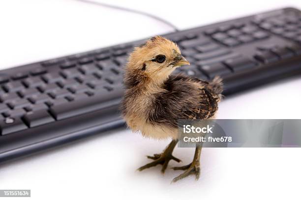 Bambino Chick Con La Tastiera Del Computer - Fotografie stock e altre immagini di Animale - Animale, Composizione orizzontale, Computer