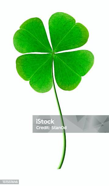 Clover Stock Photo - Download Image Now - Clover, Aspirations, Green Color