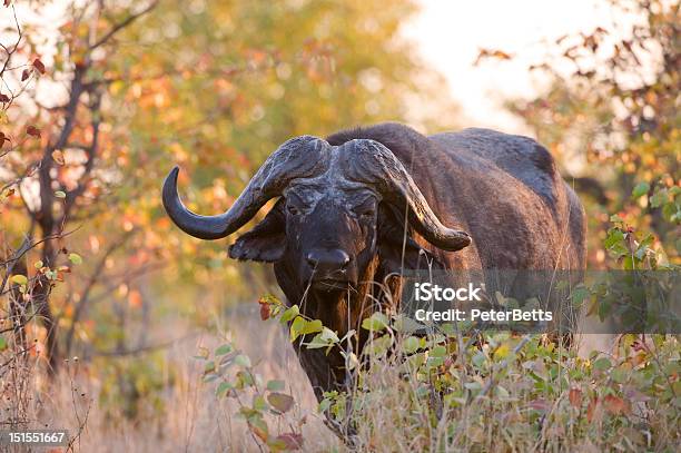 Buffalo Punti Di Accesso Non Autorizzati - Fotografie stock e altre immagini di Abilità - Abilità, Adulto, Africa