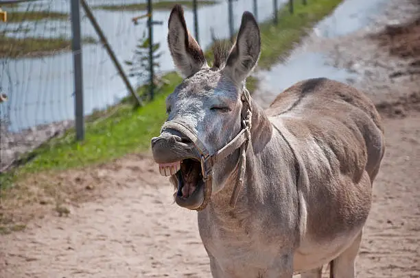 A donkey brays with its eyes closed against a dirt, mud and fence background.