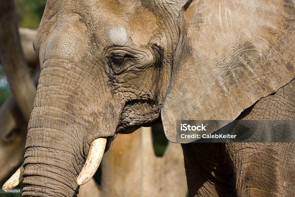 Elephant Portrait Portrait of an elephant. Africa Stock Photo