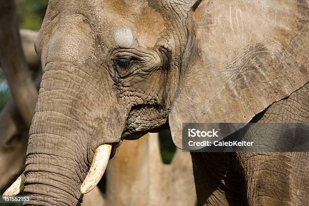 Elephant Portrait Stock Photo - Download Image Now - Africa, African Elephant, Animal