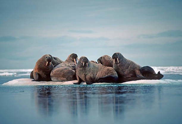 Group of walruses on an iceberg in the Canadian Arctic Walrus herd on ice floe walrus photos stock pictures, royalty-free photos & images