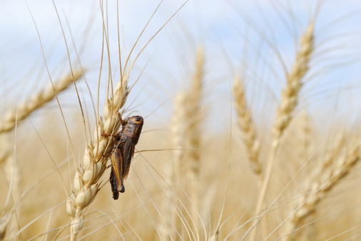 A grasshopper rests on stalk of spring wheat.