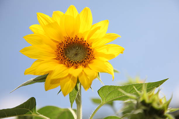 Mini Sunflower with blue sky stock photo