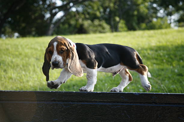 basset puppy_03 basset puppy walking animal ear stock pictures, royalty-free photos & images