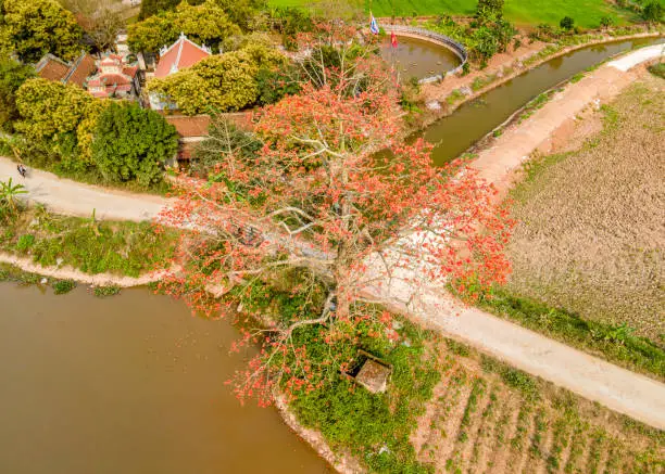 Landscape with bombax-ceiba blooming blossoms in Vietnam