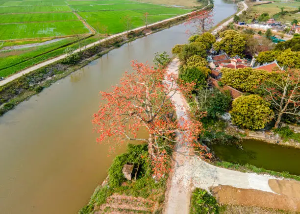 Landscape with bombax-ceiba blooming blossoms in Vietnam