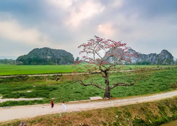 Landscape with bombax-ceiba blooming blossoms in Vietnam