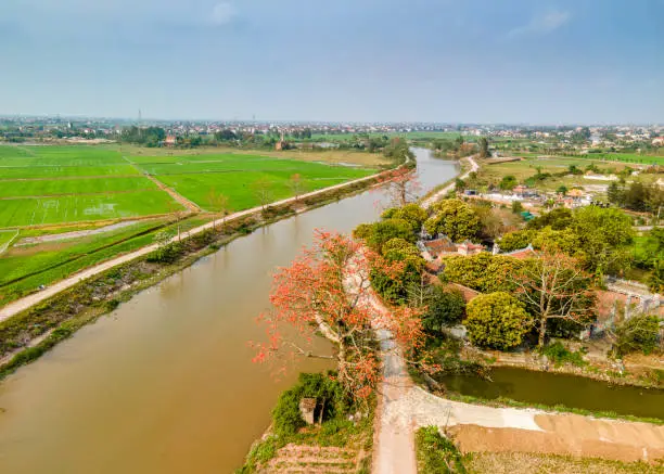 Landscape with bombax-ceiba blooming blossoms in Vietnam