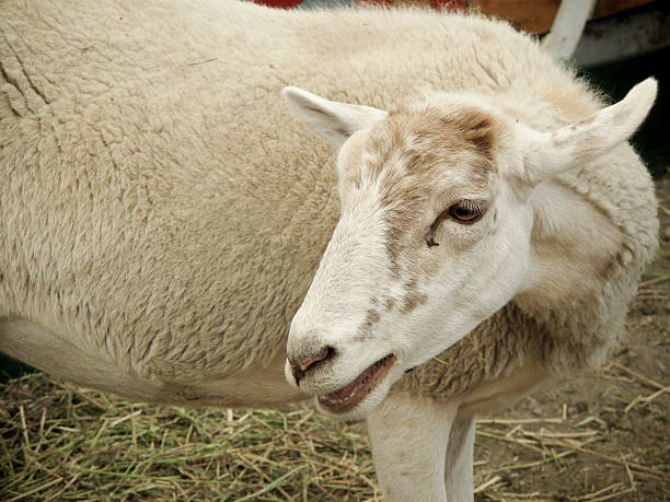 Clean Cut Sheep stock photo