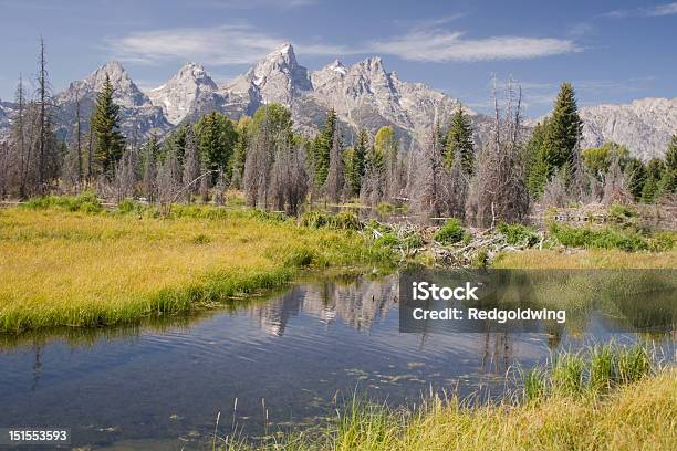 Teton National Park Beaver Damn Stock Photo - Download Image Now - Autumn, Color Image, Grand Teton National Park